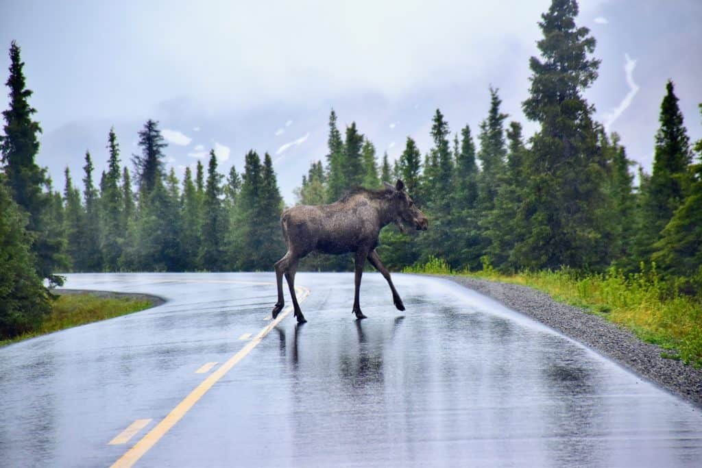 Moose in Denali National Park